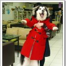 우리집 강아지 이미지