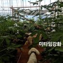 강화배꽃집 네이버블로그