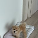 꽃스럽개 이미지