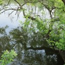 버드나무 이미지