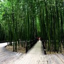 대나무숲길 이미지