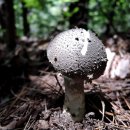 광대목장 이미지