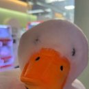 아놔뽑기방 이미지