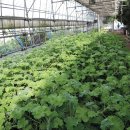 원평농장 이미지