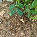 가좌농장 이미지