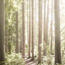 아이로제주 이미지