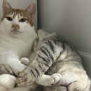 포,제이 이미지