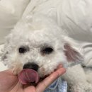 트리트멍트 이미지