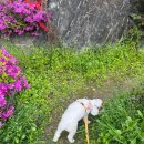 강아지유치원왕왕 이미지