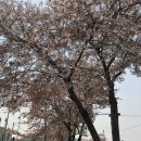 경기도 연천 전곡 플라워 카페 국인 플라워 꽃 핀 다방 후기 리뷰 추천