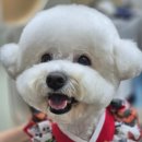 축복 펫살롱 이미지