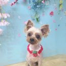 빛나개살롱 이미지