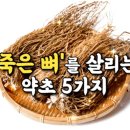 좋은글＞ '죽은 뼈'를 살리는 약초 5가지 이미지