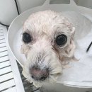 헤어 컹컹 이미지