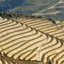 와인과 세계문화 이미지