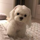 아이뽀라 이미지