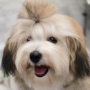 꼬똥몽드 이미지