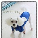 콩자 이미지
