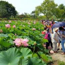 7월7일(일요일) 부여 궁남지 서동연꽃축제, 고란사 백마강 유람선 이미지