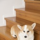 마스터 동물의료센터 이미지