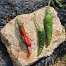 요한이네농장 이미지