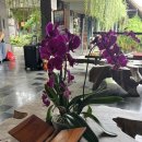 발리스파테라스5 | 발리 우붓 숙소 추천 만족스러웠던 테자프라나 리조트 앤 스파 후기1 밸리뷰 룸컨디션, 개별 수영장