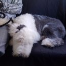 화성이삭 이미지