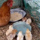 운모농장 이미지