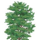 자연동화 이미지