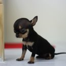 봄봄펫살롱 이미지