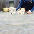 쁘띠멍멍 이미지