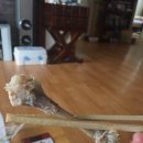 굽네치킨 모현점 이미지