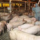 생수축산 이미지