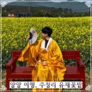 유채하우스 | 2026 강원도 여행 양양 가볼만 한 곳 주청리 유채꽃밭 후기 및 주차정보