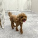 ARTEAM DOG 네이버블로그