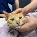 24시청담우리동물병원 이미지