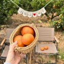 무릉도원올레 | 제주 감귤체험 카페 서귀포 제주에인감귤밭 감귤체험 농장