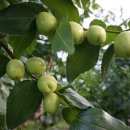 하울농장 이미지