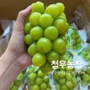 청우농장 | [샤인머스켓 구매 후기] 청우 포도농장 샤인머스켓 추천 리뷰