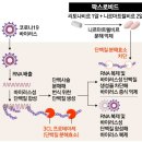 옵티마유성약국 | 울산시 남구 먹는 코로나 치료제(팍스로비드/라게브리오) 처방 약국 위치 및 연락처