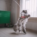 고양이날다 이미지