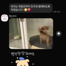 펫슨조이 이미지