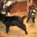 영배농장 이미지