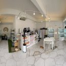 광주 고양이분양 브로스펫 이미지