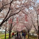 강서 낙동강30리 벚꽃축제(2025년) 이미지