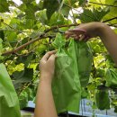 화수농장 | 주말농장 샤인머스켓 키우기 도전, 알솎기 부터 수확까지