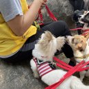 행복한댕댕이 이미지