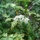 산약초 동의보감 이미지