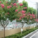 배롱나무길 이미지