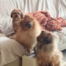 닥터캐닌 | 강아지 사료 추천｜로얄캐닌에서 잘먹잘싸로 바꾼 솔직 후기 (내돈내산·3개월 변화)